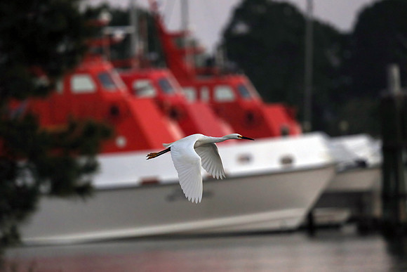 Snowy Egret