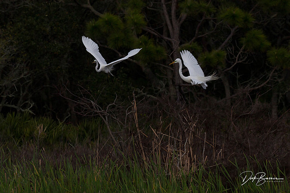 Great White Egrets