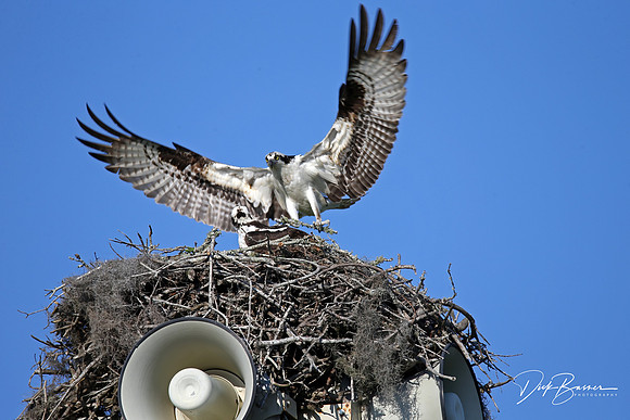 Making Little Ospreys