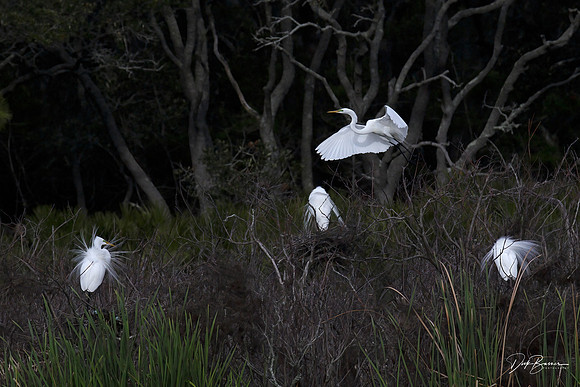 Great White and Snowy Egrets