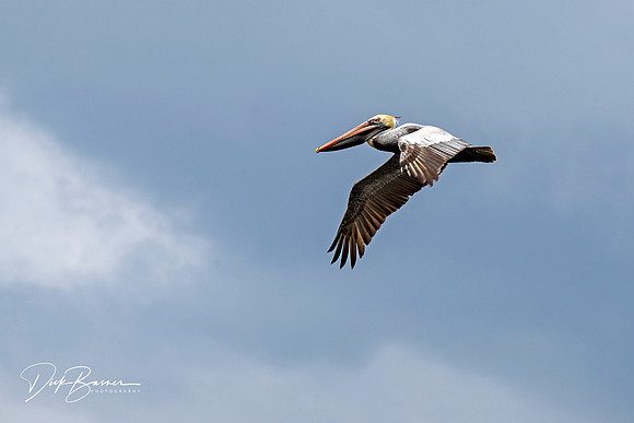 Brown Pelican