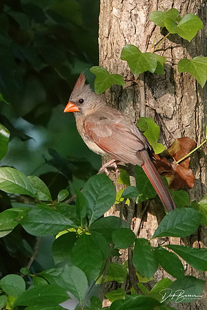 Cardinal - Female