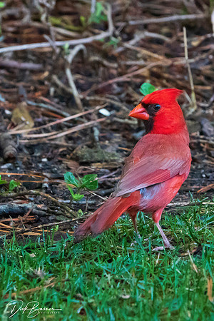 Cardinal - Male