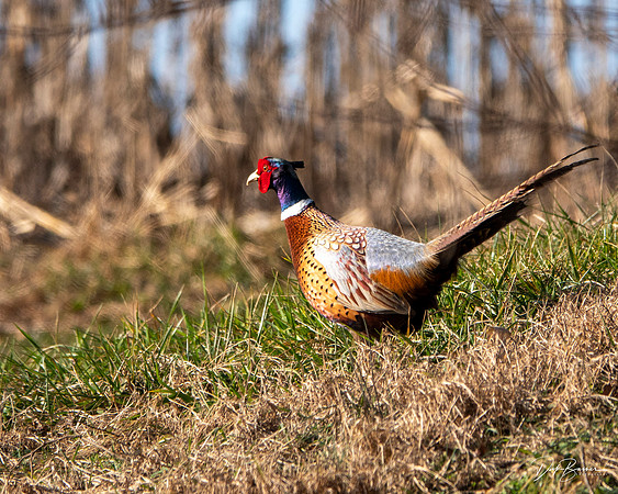 Ring-Necked Pheasant