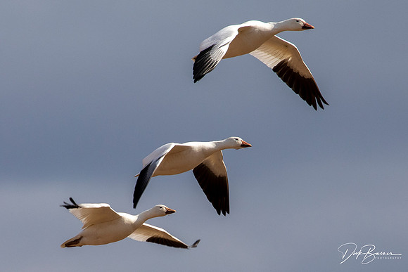 Snow Geese