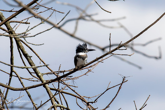 Belted Kingfisher