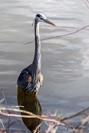 Great Blue Heron
