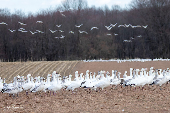 Snow Geese