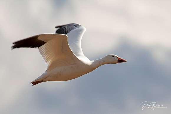 Snow Geese