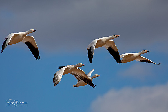 Snow Geese