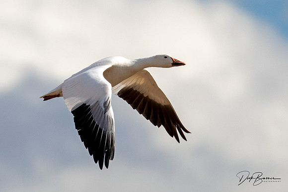 Snow Geese