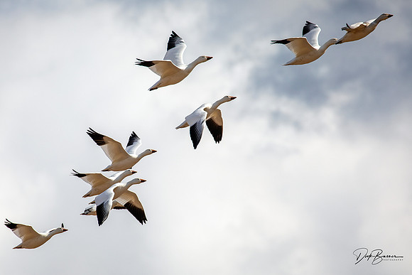 Snow Geese