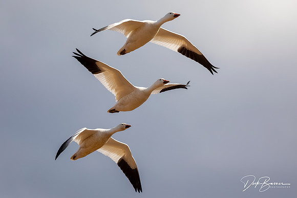 Snow Geese