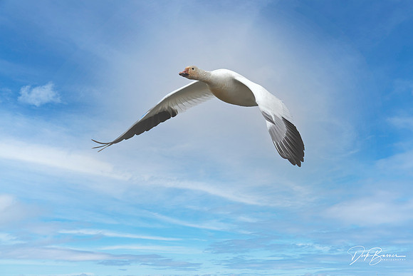 Snow Geese