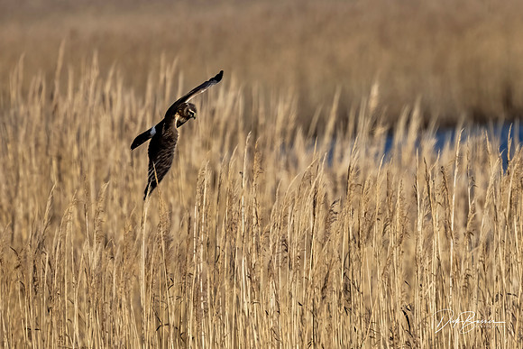 Northern Harrier