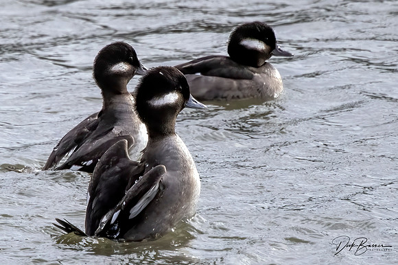 Dancing Buffleheads