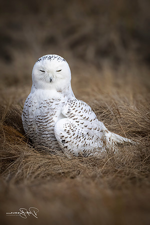 Queen Snowy of Forsythe