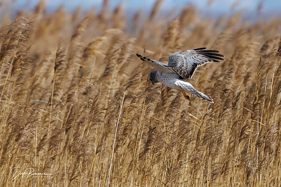 Male Northern Harrier (Grey Ghost)
